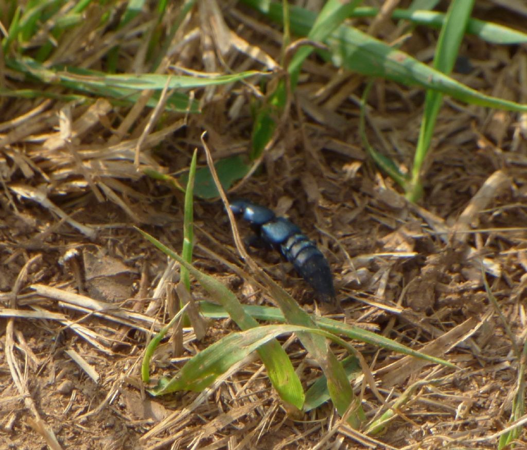 Ocypus ophthalmicus, Staphylinidae